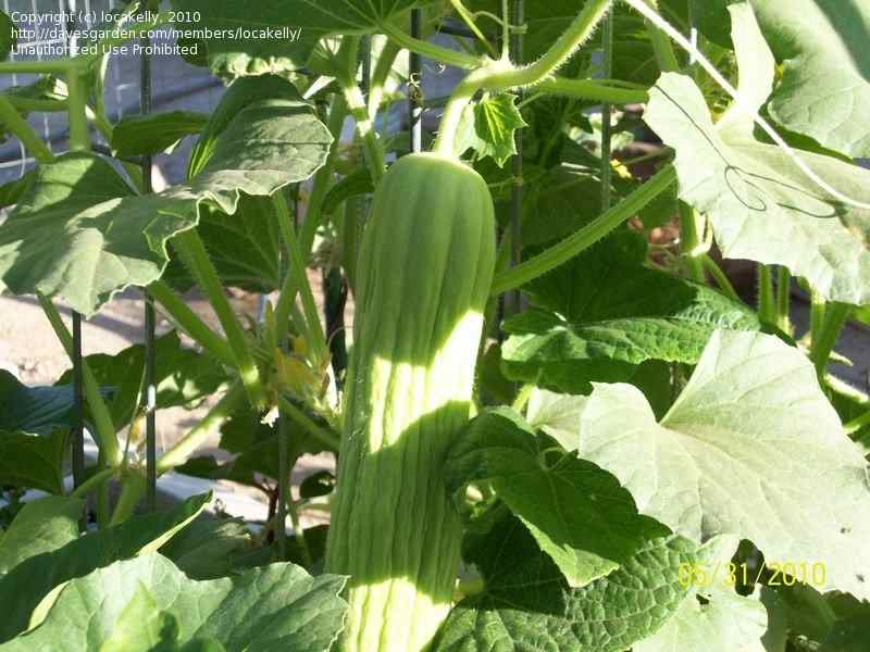 تصویر 1 از خیار چنبر سبز خوش طعم مناسب مصرف روزانه